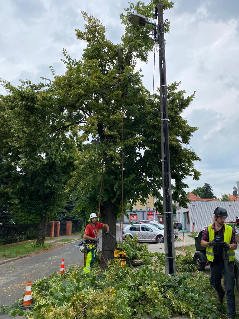 Na zdjęciu zabytkowa lipa przy ul. Kołłataja po cięciu weteranizującym