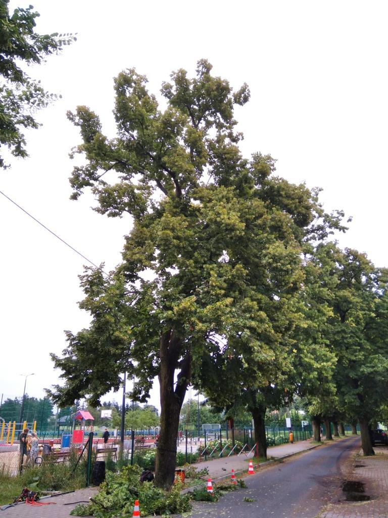 Na zdjęciu zabytkowa lipa przy ul. Kołłątaja po cięciu weteranizującym