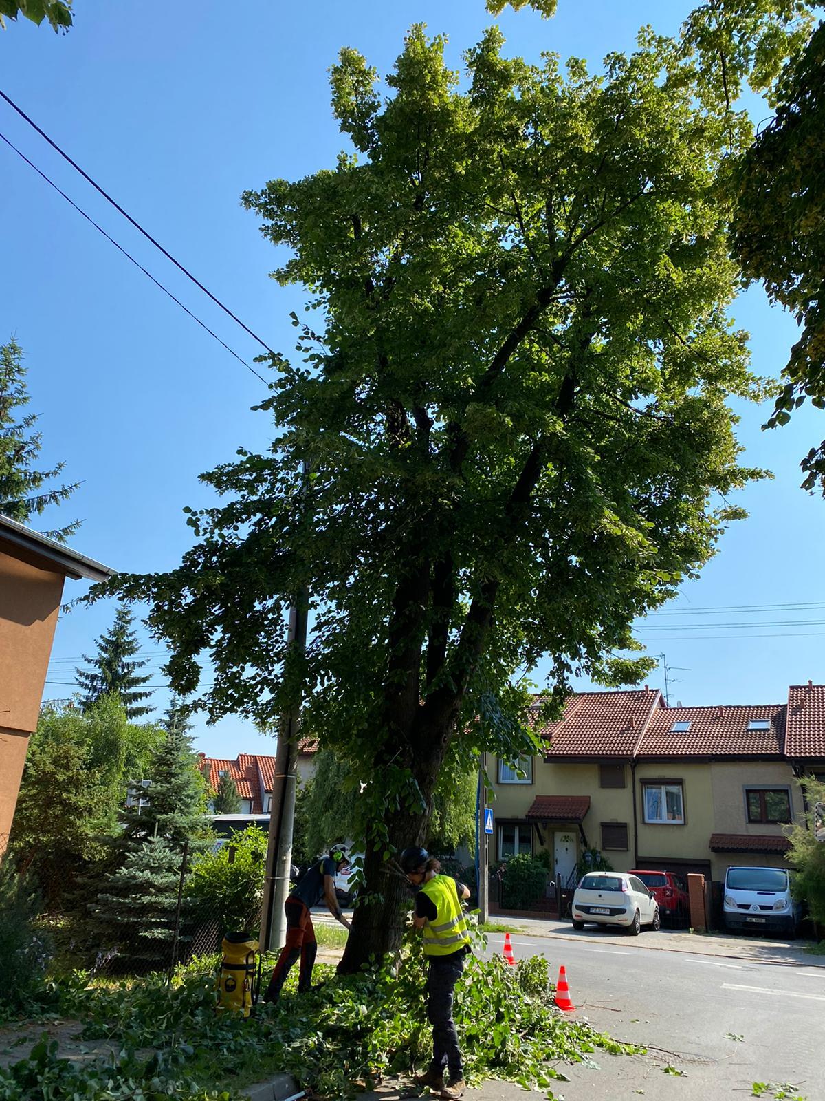 Na zdjęciu zabytkowa lipa przy ul. Lipowej przed cięciem weteranizującym