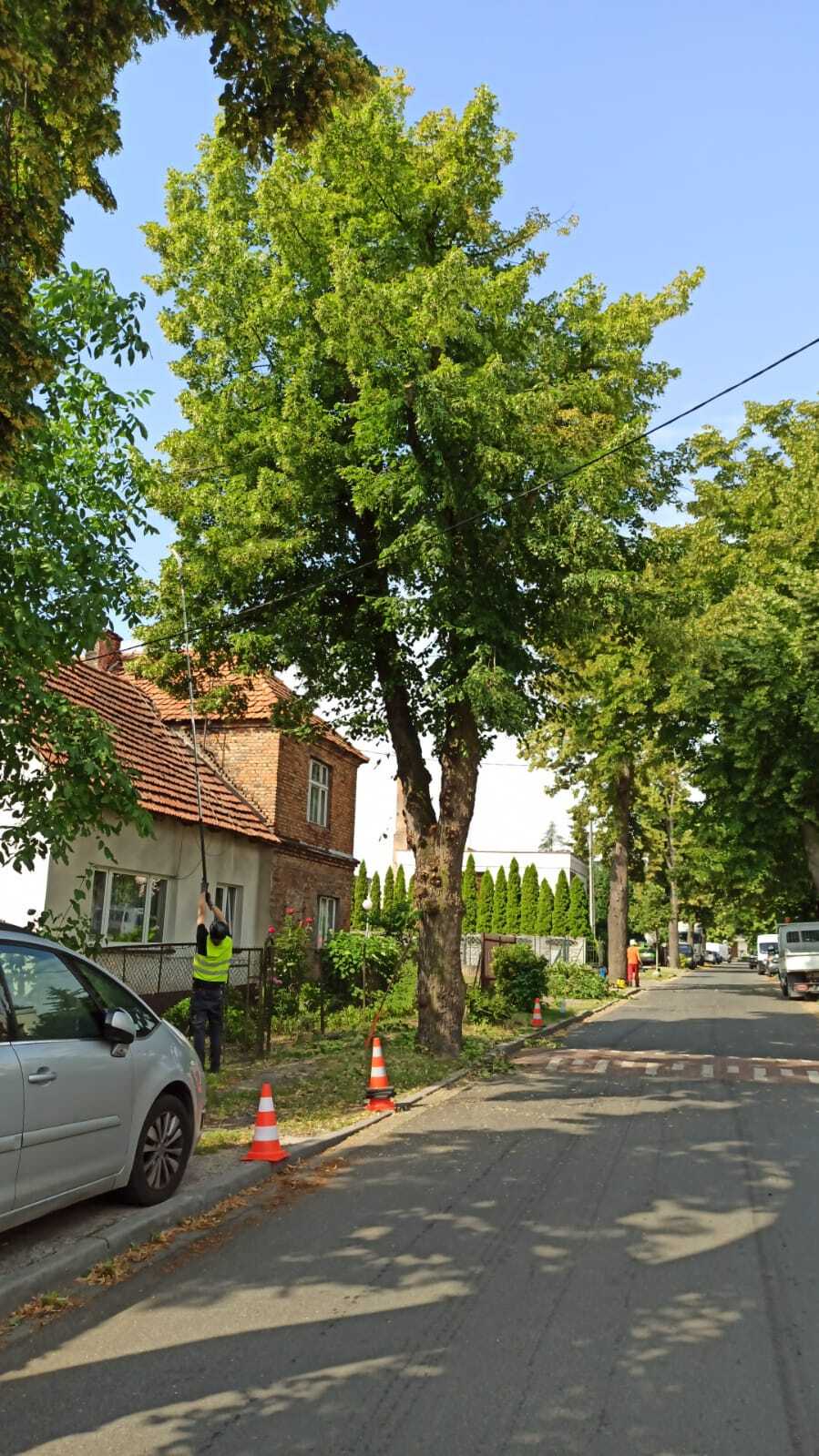 Na zdjęciu zabytkowa lipa po cięciu weteranizującym